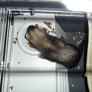 Ferret