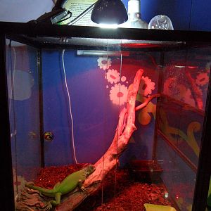 Green iguana terrarium