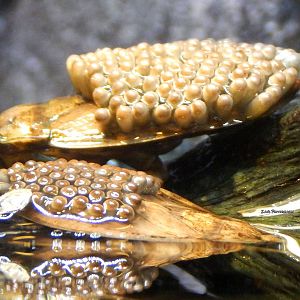 Oct. 2014 - World of the Insect - Giant Water Bugs