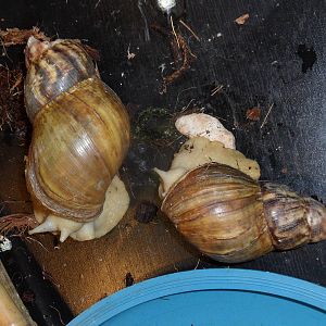 Albino giant land snails