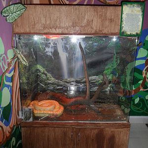 Albino burmese python