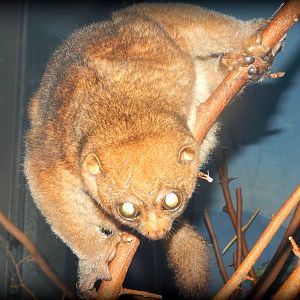 Oct. 2014 - Night Hunters - Potto