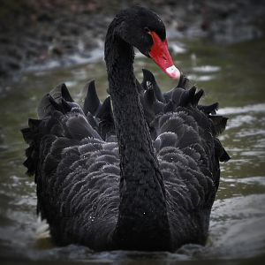 black swan