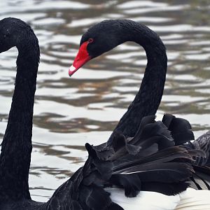 black swan