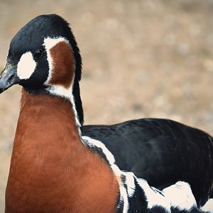 red breasted goose