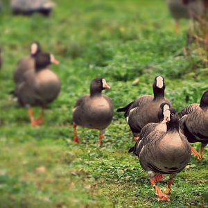 lesser white fronted geese