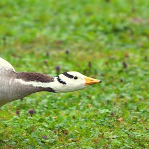 bar headed goose