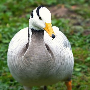 bar headed goose