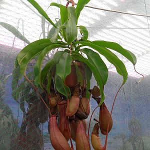 Nepenthes