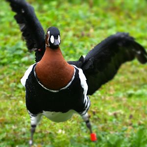 red breasted goose