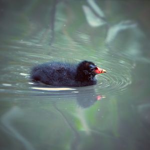 moorhen