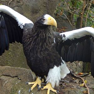 Oct. 2014 - Eagle Eyrie - Steller's Sea Eagle