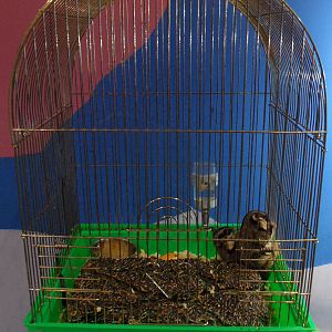 Sugar glider cage