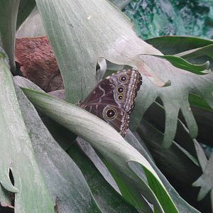 Morpho peleides