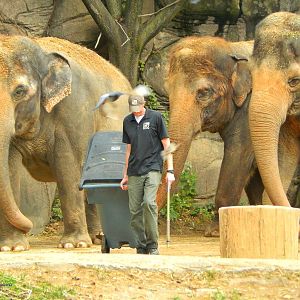 Oct. 2014 - Elephant Reserve - Schottzie, Jati, and My Thai
