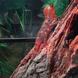 Javan humphead lizard