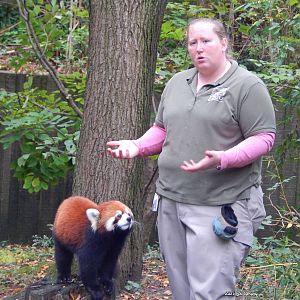 Oct. 2014 - Red Panda Encounter