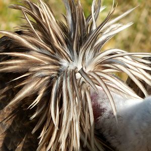 Oct. 2014 - Africa - Ruppell's Vulture