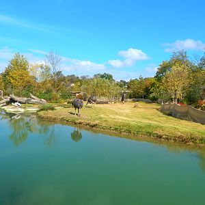 Oct. 2014 - Africa - African Plains Exhibit (Will Be 9 Species)