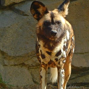 Oct. 2014 - Africa - African Painted Valley - Imara