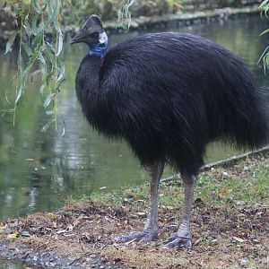 Dwarf Cassowary (Casuarius bennetti)