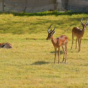 Oct. 2014 - Africa - African Plains - Thomson's Gazelle + Impala (New 2014!
