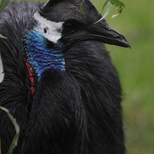 Dwarf Cassowary (Casuarius bennetti)