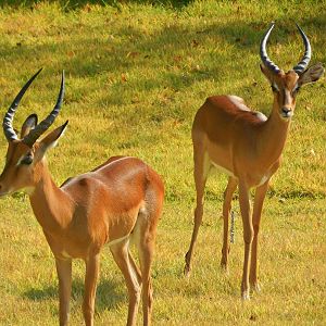 Oct. 2014 - Africa - Impala (New 2014!)