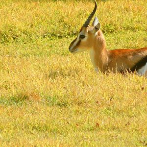 Oct. 2014 - Africa - Thomson's Gazelle (New 2014!)