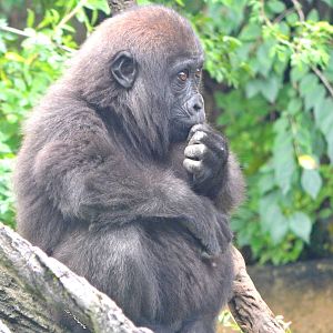 Oct. 2014 - Gorilla World - Gladys
