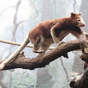 Matschie's Tree Kangaroo (Dendrolagus matschiei)