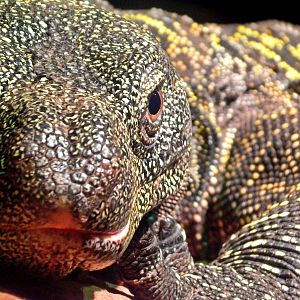 Oct. 2014 - Dragons! - Crocodile Monitor