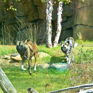 Oct. 2014 - Africa - Brahma + Imara Running