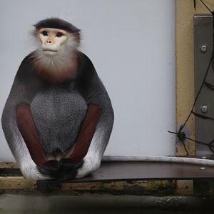 Douc Langur (Pygathrix nemaeus)