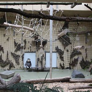 Douc Langur enclosure