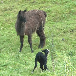 Alpaca, one hour old, 10th October 2014