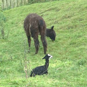 Alpaca, one hour old, 10th October 2014