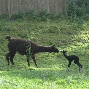Alpaca, one hour old, 10th October 2014