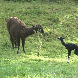 Alpaca, one hour old, 10th October 2014