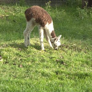 Young Alpaca atop the original Goat Mountain, 10th October 2014
