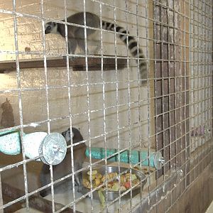 Temporary home for the Ring-tailed Lemurs, 10th October 2014