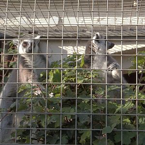 Temporary home for the Ring-tailed Lemurs, 10th October 2014