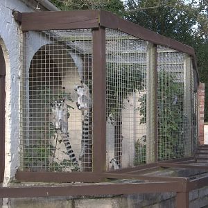 Temporary home for the Ring-tailed Lemurs, 10th October 2014