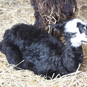 One day old, 11th October 2014