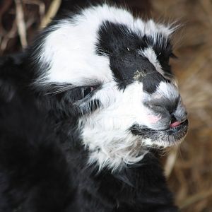 One day old, 11th October 2014