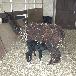 Suckling happily, 11th October 2014