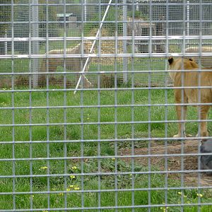 all 4 lions