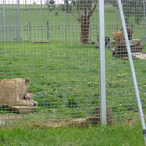 Lions feeding