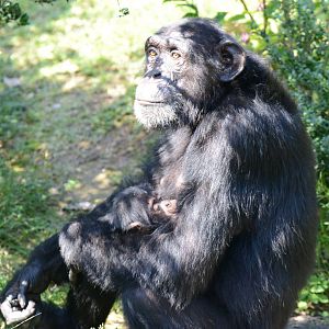 Chimpanzees - mother and baby