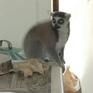 An intruder in the zoo kitchen, 11th October 2014